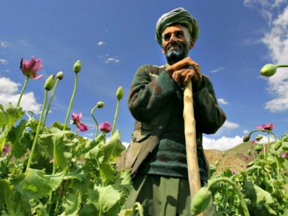 Afghanistan Poppy Farmer