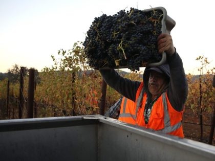 California grapes and winery (Justin Sullivan / Getty)
