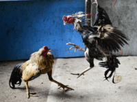 cockfighting cockfighting