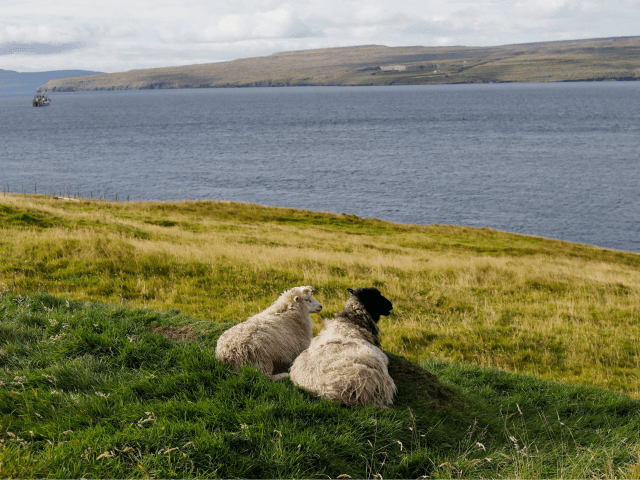 This picture taken on September 13, 2017, shows sheep in Nolsoy Island, one of the 18 Faroe Islands located between the North Atlantic Ocean and Norwegian Sea. The Faroe Islands, home to some 50,000 residents, draw hikers and nature enthusiasts and are an autonomous region of Denmark. / AFP PHOTO …