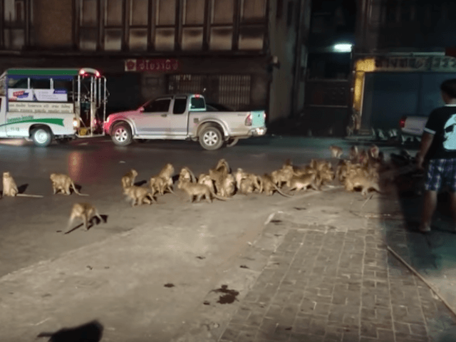 Truck Transporting About 100 Monkeys to Lab Crashes in PA, One Monkey Still Loose 1 image