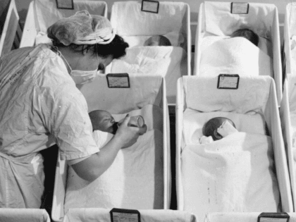 Rows of newly born babies in a maternity ward in a US hospital. (Photo by Three Lions/Getty Images)