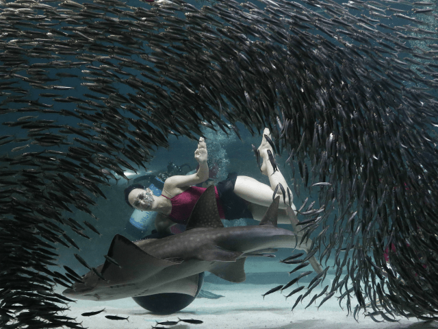AP10ThingsToSee - A diver performs with a school of fish at the Coex Aquarium in Seoul, South Korea, Wednesday, July 29, 2015. The aquarium features 40,000 sea creatures from over 600 different species. (AP Photo/Ahn Young-joon)