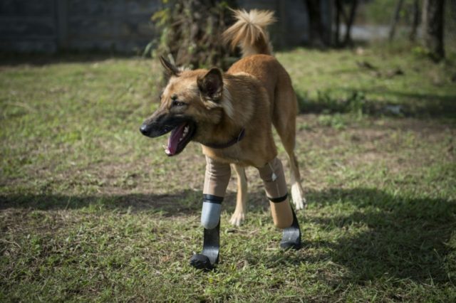 The lightweight legs were tailor made for the high-energy hound