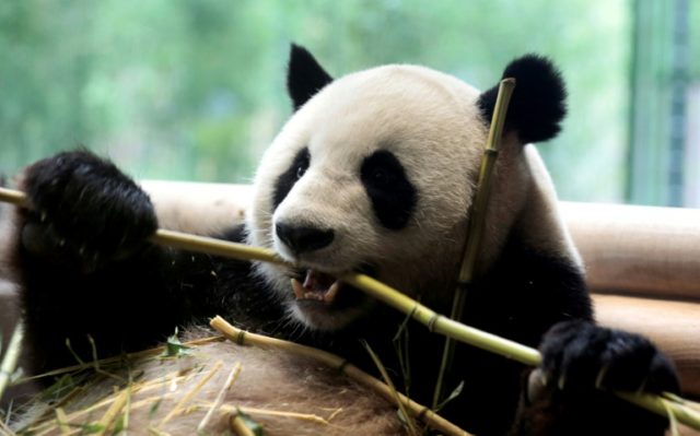 Adult pandas produce about 10 kilos of fibre-rich poo a day, and 50 kilos of food waste fr