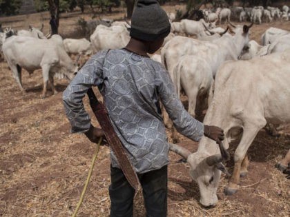 A Fulani herding boy interacts with a cow in a field outside Kaduna, northwest Nigeria, on