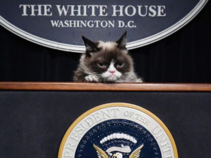 Grumpy Cat White House (Larry French / Getty)