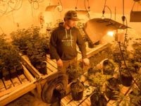 Mendocino Marijuana (Josh Edelson / AFP / Getty) Mendocino Marijuana (Josh Edelson / AFP / Getty)