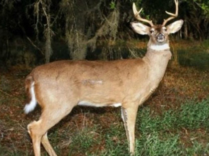 The Washington State Fish and Wildlife Department is using mechanical deer covered with real animal skin to catch poachers and licensed hunters who stay out beyond legal hours.
