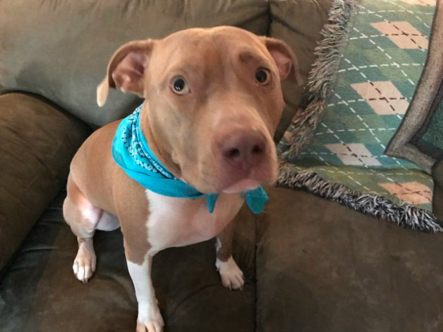 Ruby, a three-year-old pit bull, rescued her owners from deadly carbon monoxide poisoning