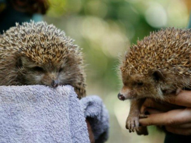Zoo workers hold Sherman, the overweight hedgehog (L), and an average sized hedgehog (R) a