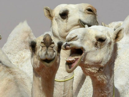 Camels are seen during a beauty contest as part of the annual King Abdulaziz Camel Festiva