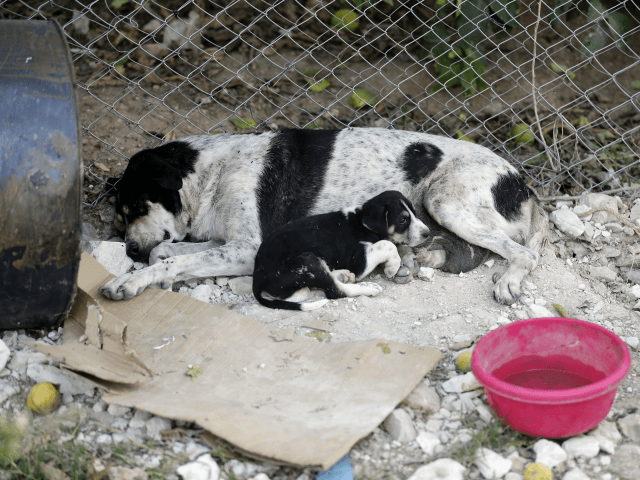 LEBANON-ANIMALS-RESCUE-SHELTER A rescued dog and its puppy are seen at a stray dog shelter