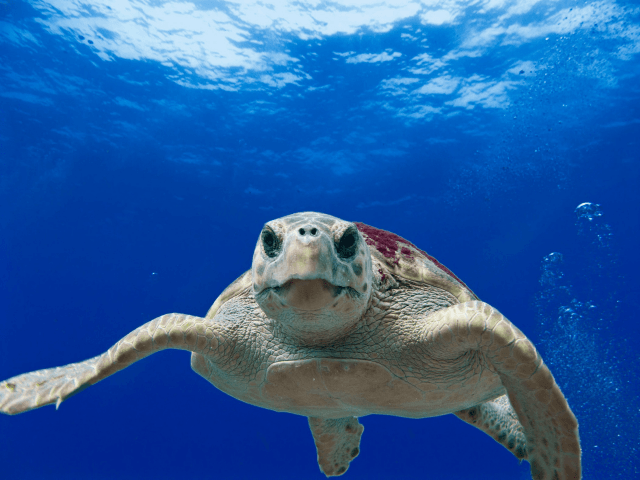 great barrier reef