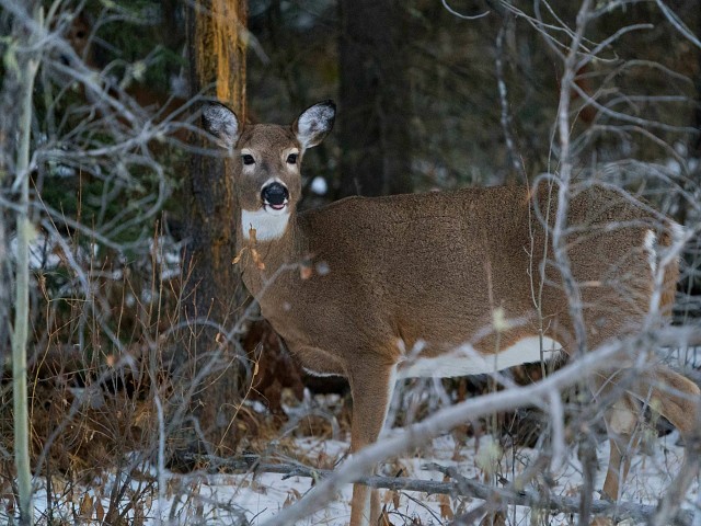 Experts Weigh in on ‘Zombie’ Deer Disease: Has Not Been Passed to ...