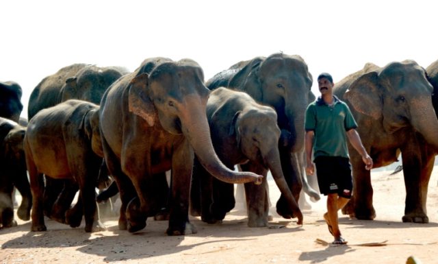 Sri Lanka police lose gun as elephants charge