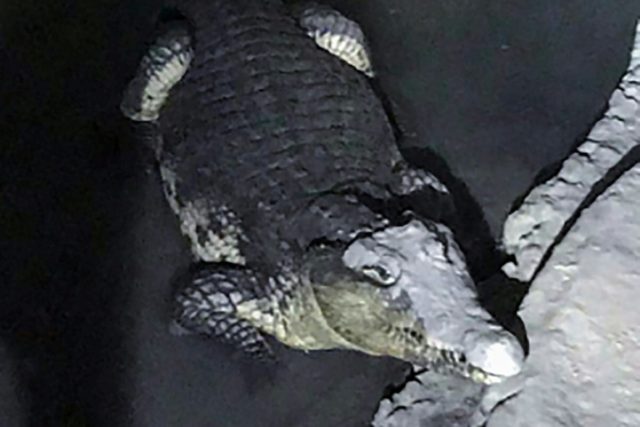 Russian police on trail of weapons cache find crocodile