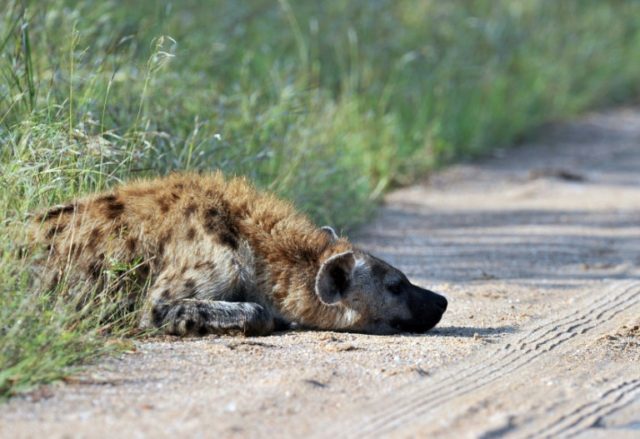 Spotted hyena returns to Gabon park after 20 years: researchers