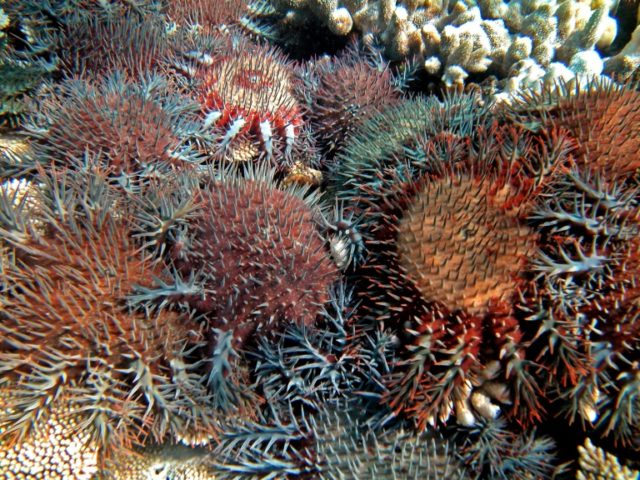 Barrier Reef funding boost to tackle predatory starfish