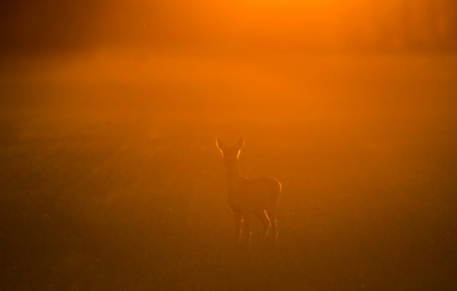 Dimming the Sun to cool Earth could ravage wildlife: study