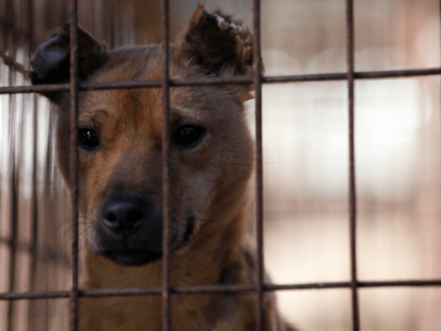 IMAGE DISTRIBUTED FOR THE HUMANE SOCIETY OF THE UNITED STATES - A dog with ear injuries is shown locked in a cage at a dog meat farm in Wonju, South Korea on Monday, Nov. 21, 2016. Humane Society International treated the dog’s wounds, provided all 150 dogs with vaccinations and …