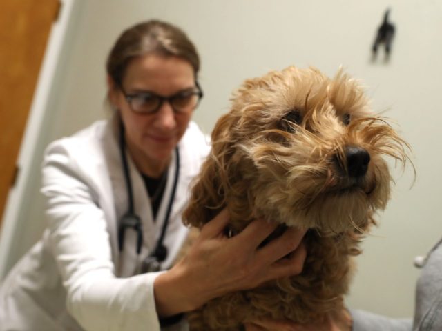 Dog with flu (Justin Sullivan / Getty)