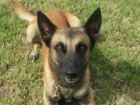 HPD K-9 Officer HPD K-9 Officer