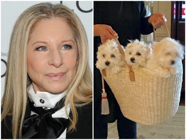 Streisand Dog Clones AP/Instagram