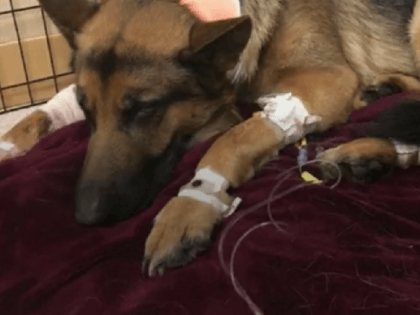 German Shepherd protects 16-year-old owner during home invasion