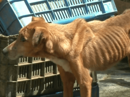 Venezuela's starving dogs