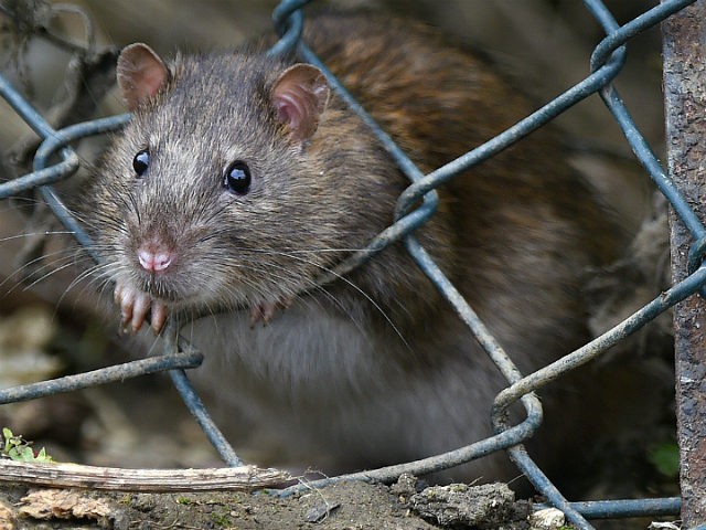 TODDINGTON, UNITED KINGDOM - OCTOBER 19: A brown rat seen entering the lorry park on October 19, 2016 in Toddington, England. There is a massive infestation of Brown rats at the Toddington Services on the M1 motorway. The Brown rat (rattus norvegicus) is the carrier of many diseases including leptospirosis …