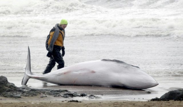 Another whale population suddenly dying in Atlantic