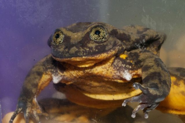 Bid to find a Valentine for Romeo, world's 'loneliest frog'