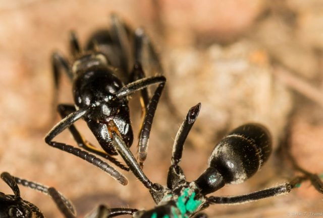 Ants nurse wounded warriors back to health: study