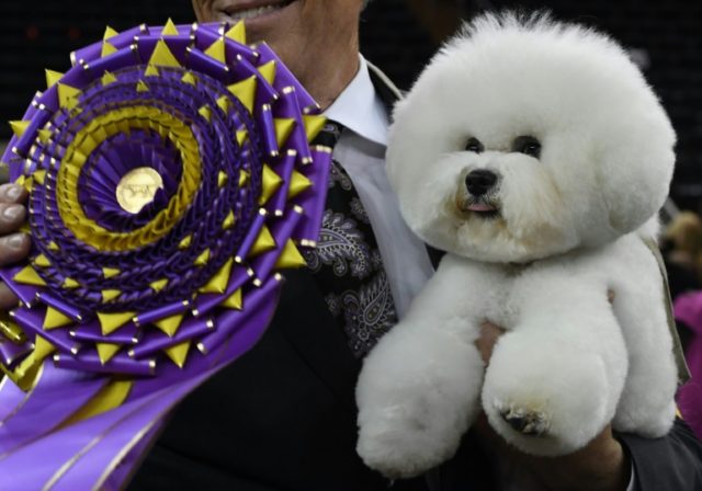 Bichon Frise named Top Dog at Westminster