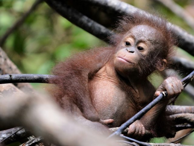 Borneo orangutans dying off as forests are lost: study