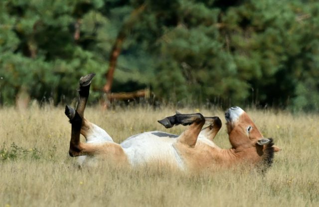 All the wild horses are extinct: study