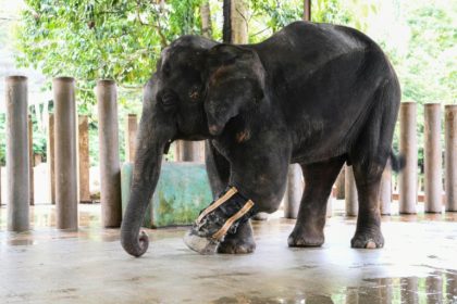 Malaysia elephant sanctuary trumpets effort to cut human-animal conflict