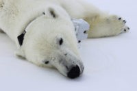 Polar Bear Weight Loss This April 20, 2015 photo provided by Busch Gardens shows a polar bear wearing a GPS video camera collar lying on a chunk of sea ice in the Beaufort Sea. A new study released on Thursday, Feb. 1, 2018 shows some polar bears in the Arctic are shedding pounds during the time they are supposed to be beefing up. Scientists blame climate change for shrinking the ice cover on the Arctic Ocean that the polar bears need for hunting.(Maria Spriggs/Busch Gardens via AP) The Associated Press