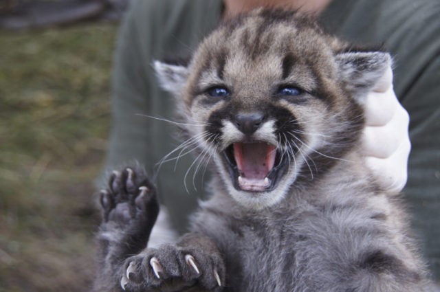 The Associated Press