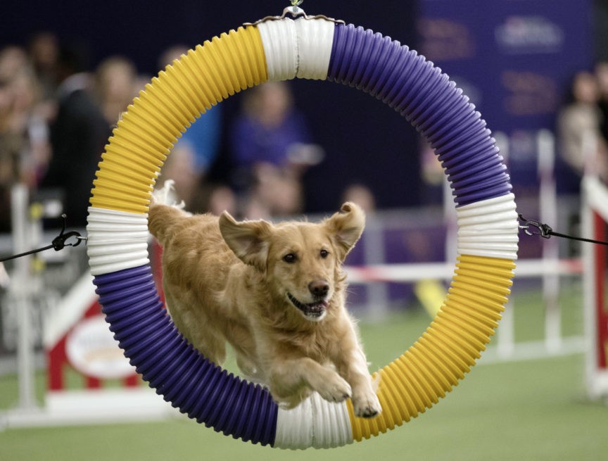 Border collie Fame(US) wins Westminster agility contest Breitbart