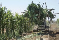California Marijuana Unlicensed Growers In this Aug. 21, 2014 file photo, authorities remove some of the marijuana plants found growing in a corn field in southeast Terra Bella, Calif. Nearly two months after recreational marijuana became legal in California, less than 1 percent of the state's known growers have been licensed, according to a report released Monday, Feb. 19, 2018, by a pot industry group. (Chieko Hara/The Porterville Recorder via AP, File) Report: California pot growers lagging in getting licenses