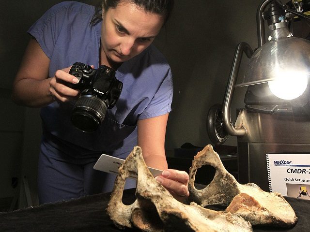 In this Aug. 10, 2012 photo, Dr. Angela Soler, a forensic anthropology post doctoral fello