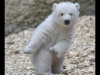 Polar Bear Battle-Ready GUENTER SCHIFFMANN:AFP:Getty Images Polar Bear Battle-Ready