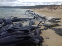 about-150-pilot-whales-mass-stranding-Australia-3-23-18-ap Supplied image of more than 150 short-finned pilot whales who became beached at Hamelin Bay, in Western Australia's south, Friday, March 23, 2018. A shark warning has been issued after more than 150 short-finned pilot whales became stranded in Western Australia's south. About 75 whales have died after beaching themselves, …