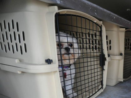 In this photo made Thursday, July 9, 2009, a dog waits in a kennel during a training session for Pet Airways in Omaha, Neb. On the first-ever all-pet airline started by husband-and-wife team Alysa Binder and Dan Wiesel, dogs and cats will fly in the main cabin of a Suburban …