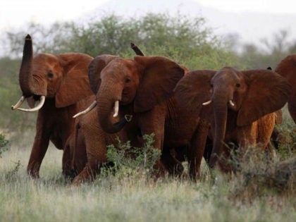 In this March 9, 2010, file photo, elephants use their trunks to smell for possible danger in the Tsavo East national park, Kenya. The Trump administration has quietly decided once again to allow Americans to import the body parts of African elephants shot for sport, despite presidential tweets decrying the …