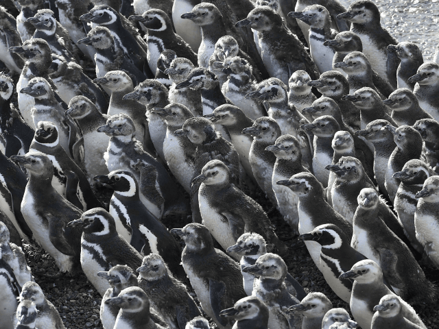 Penguins pack on a beach at Punta Tombo peninsula in Argentina's Patagonia, on Friday, Feb. 17, 2017. Drawn by an unusually abundant haul of sardines and anchovies, over a million penguins visited the peninsula during this years' breeding season, a recent record number according to local officials. Punta Tombo represents …