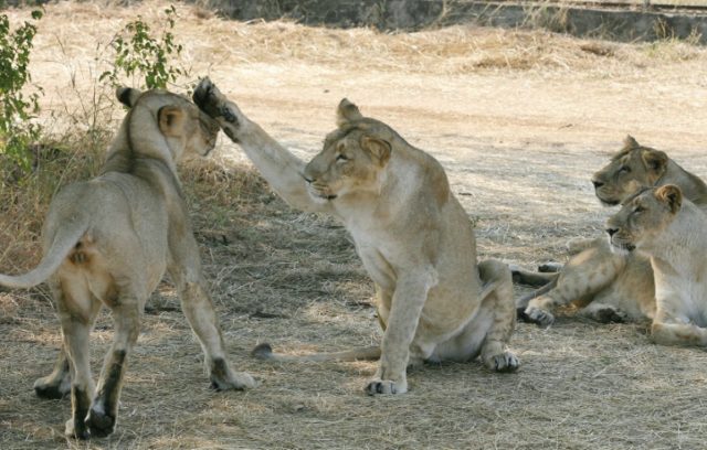 India's endangered lion population increases to 600
