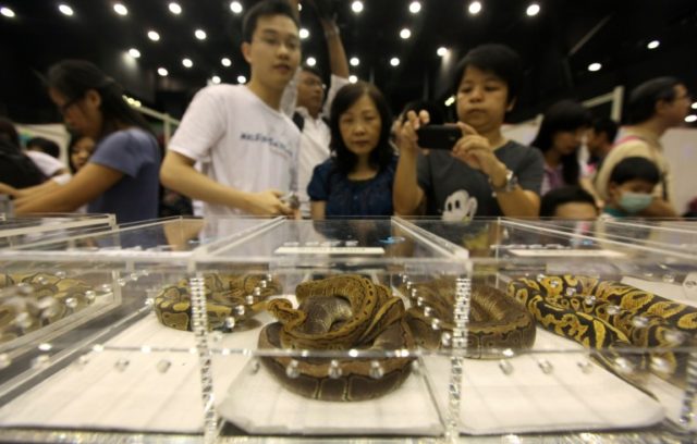 Shipments of protected African species to Asia soar: study